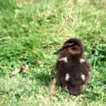 duckling on the grass
